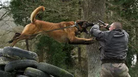 Formation Maitre Chien Agent Cynophile De Securite Centre Canin De Cast